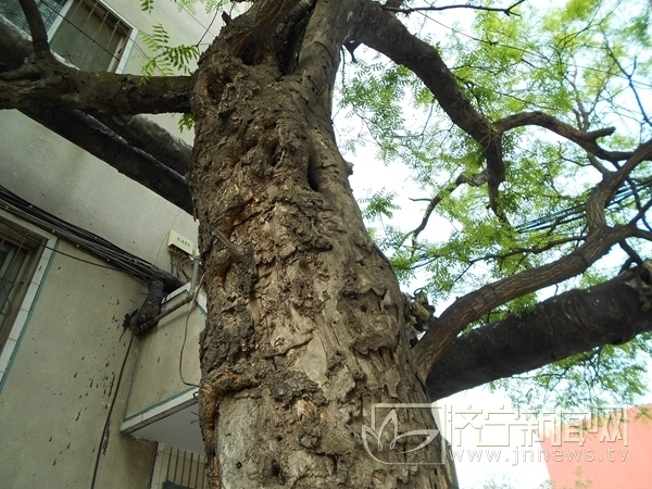 济宁兖州四百多年古槐树 主干成洞枝叶繁茂