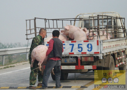 高速路上猪跳车司机莫忘关好门