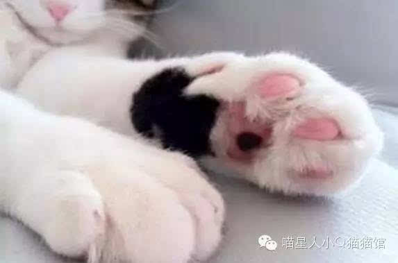 猫咪肉垫