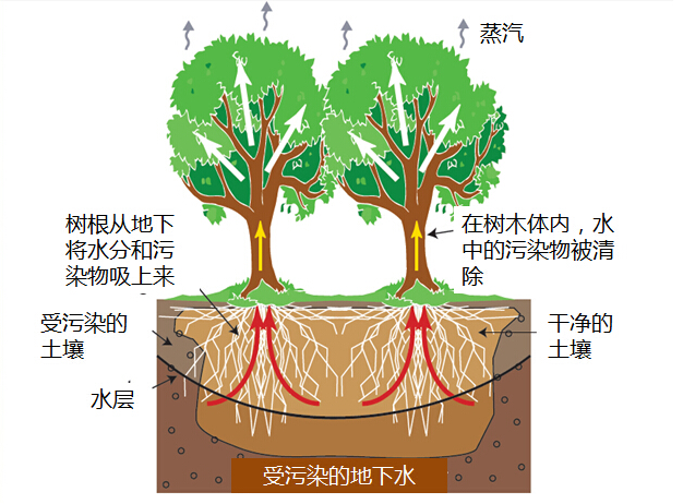 土壤重金属污染现状及植物修复研究进展