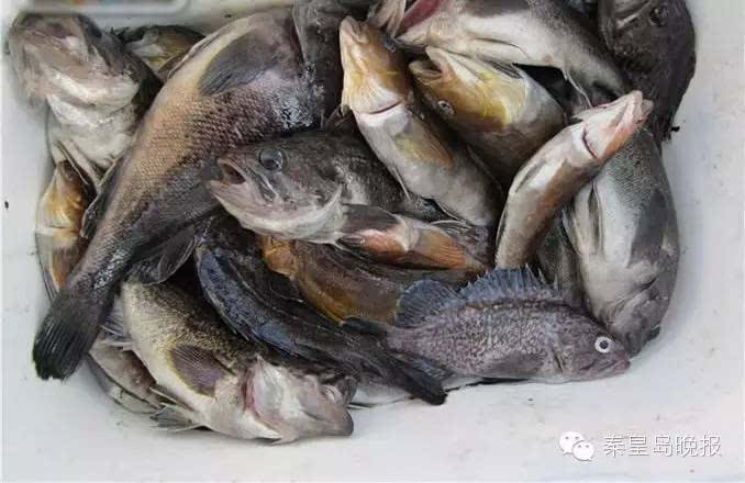 秦皇岛人最爱的8种海鲜,不这么吃就白瞎