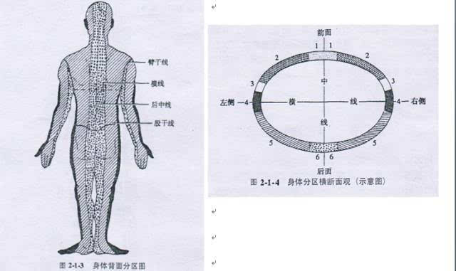 包括自头顶经耳向下至颈,肩部沿斜方肌缘,胸腹部自腋窝至髂前上嵴的胸