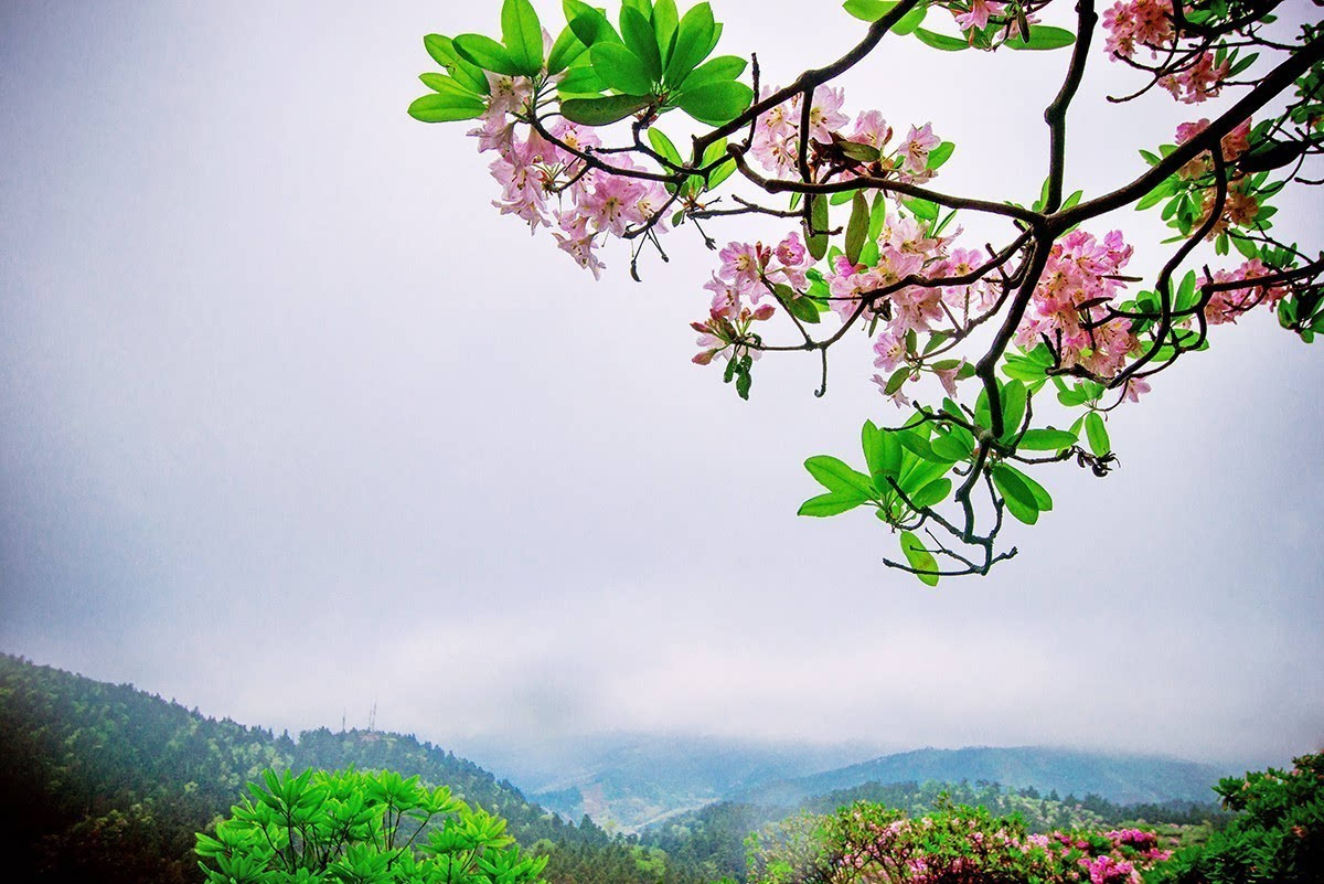 春雷滚滚,杜鹃节要闪亮登场啦!