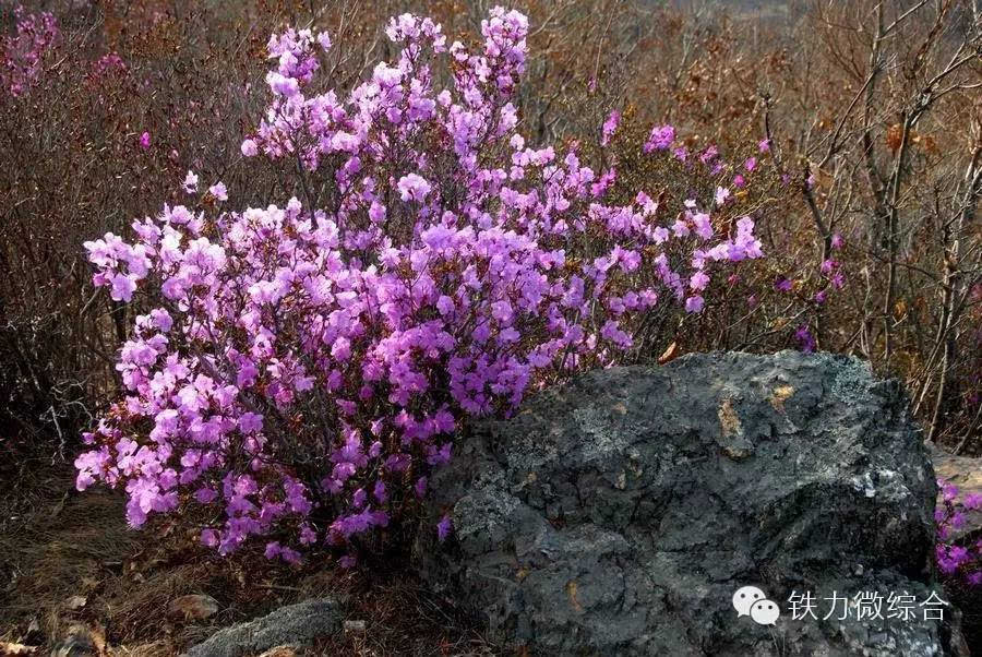 快来桃山赏杜鹃花海