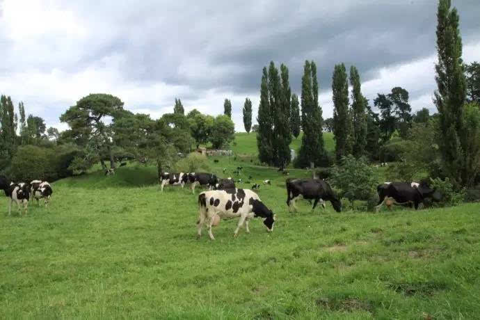 来生,做头新西兰坎特伯雷牧场的奶牛也不错!_