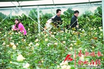 18万株玫瑰在牛角大圩绽放 还能体验现场采摘乐趣