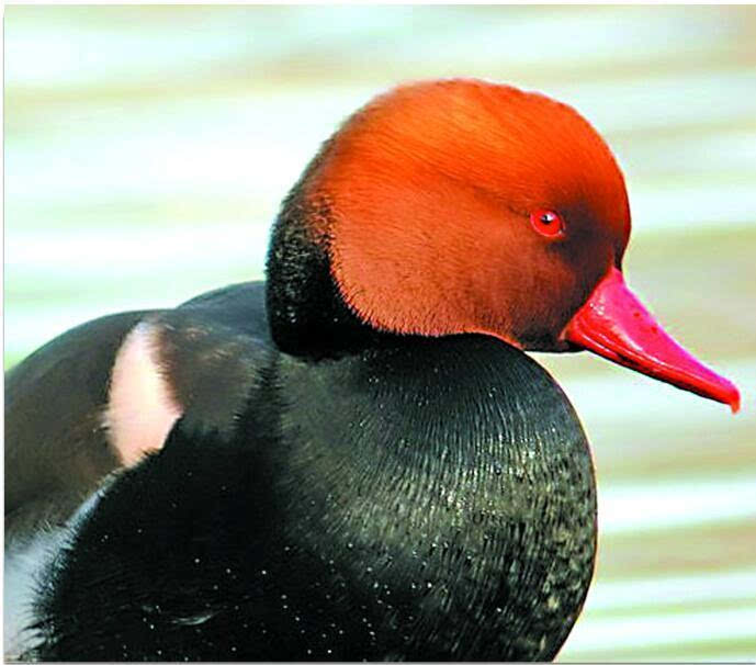 青岛新发现两种鸟类:赤嘴潜鸭和红头长尾山雀（红头潜鸭和赤颈鸭）