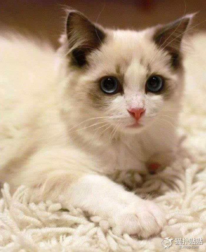 史上最美的布偶猫,堪称仙女