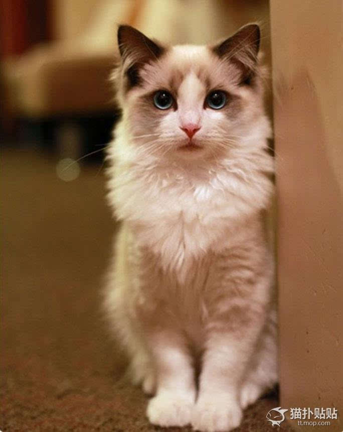 史上最美的布偶猫,堪称仙女