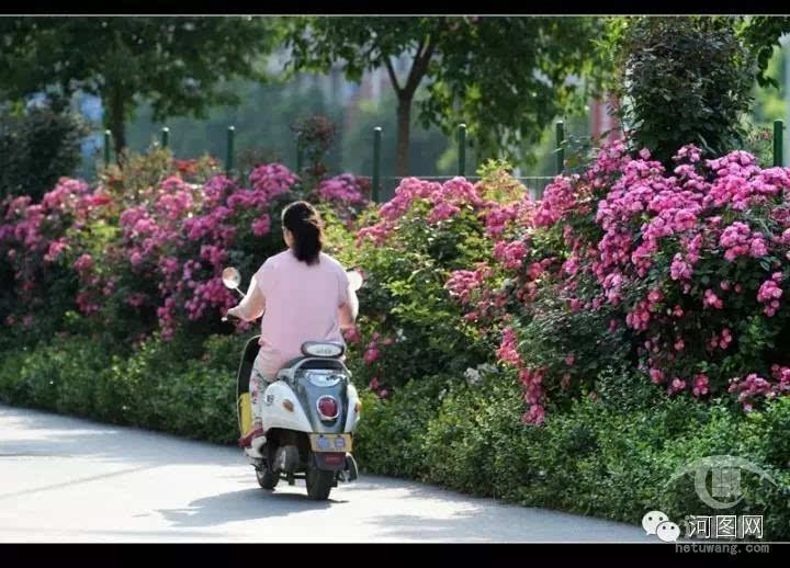 蔷薇已花开满城,洛阳化身文艺之都!