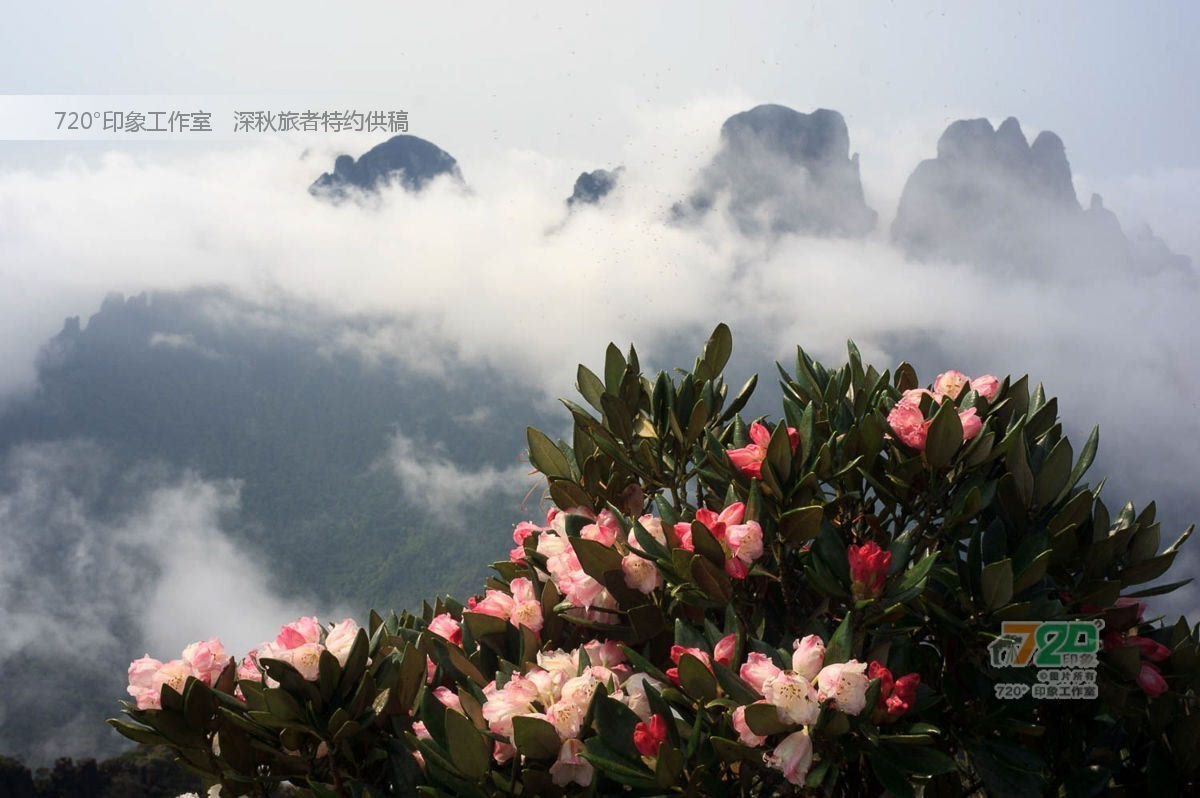 其它 正文  《中国金秀 2016圣堂山杜鹃花旅游节》活动时间2016年5月6