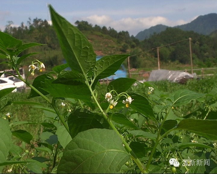 舌尖上的清新 | 一起去田里摘白花菜,品尝春天的味道