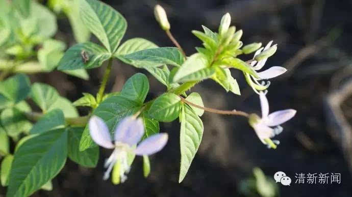 舌尖上的清新 | 一起去田里摘白花菜,品尝春天的味道