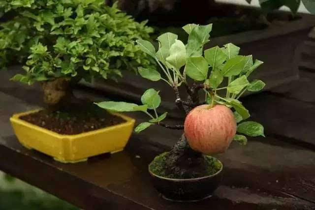 或者种一棵全世界最小的苹果树, 收获果实的时刻一定甜蜜到哭!