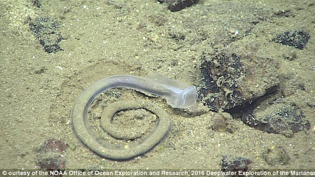 美专家探索马里亚纳海沟发现未知生物