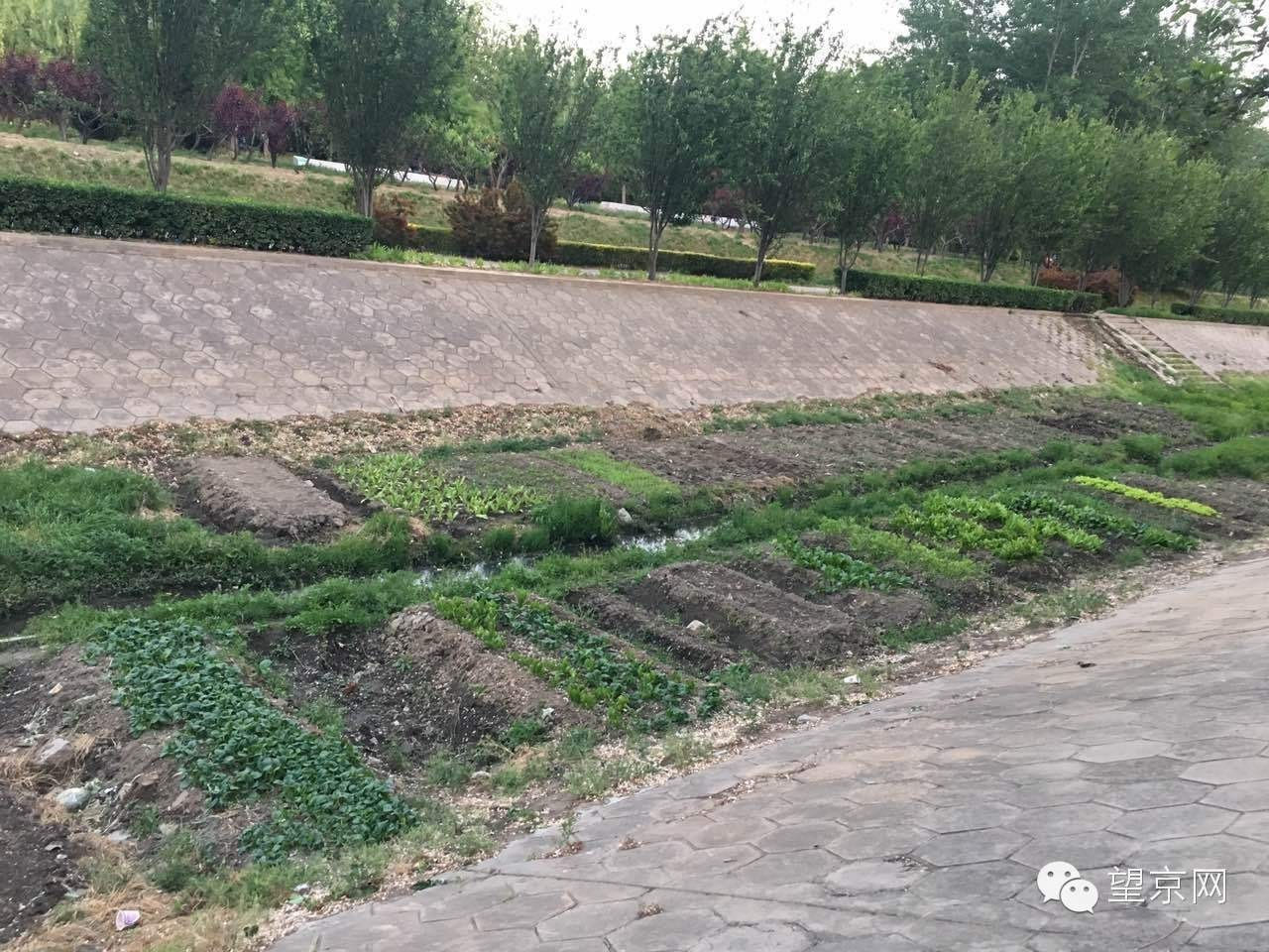 黑的发亮的望京沟河道里,竟然有人沟沟垄垄的种出一块块菜地,难以想象