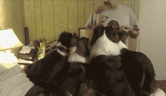 那些表面不动声色,一出手就坑死队友的家伙,别的狗吃狗粮长肉肉,它们