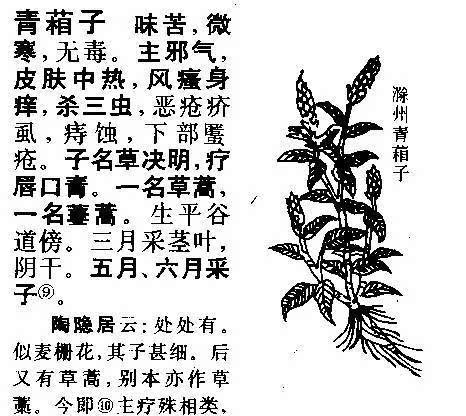 你不知道的"青葙"药用变迁史(赏本草美图)