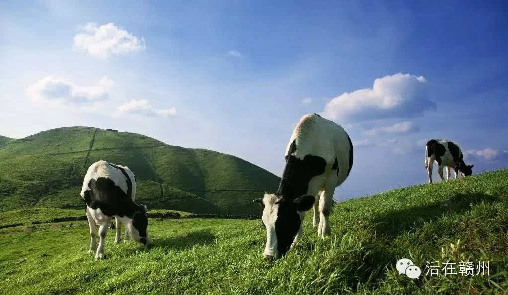 于都屏山牧场