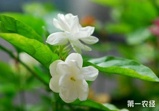 其它 正文  图:茉莉花 【专家解答】 茉莉从初夏即陆续开花,若管理得