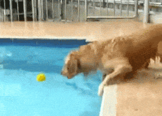 也会十分耐心教小狗游泳