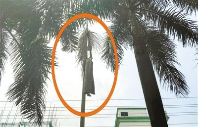 椰树枯叶"袭人" 市政部门表示将会加强管理