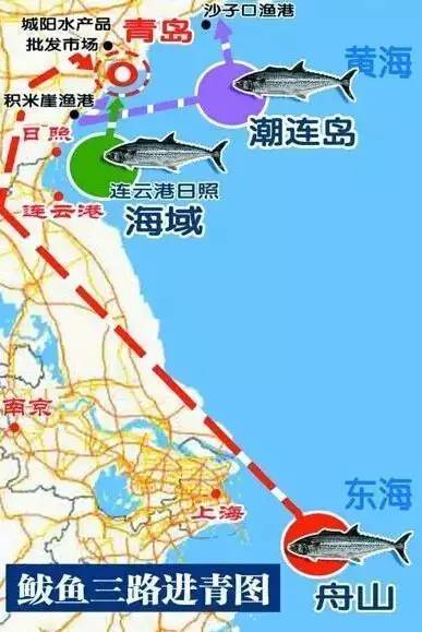 第二路,连云港和日照近海的海州湾渔场,渔民捕捞后在海上直接交易