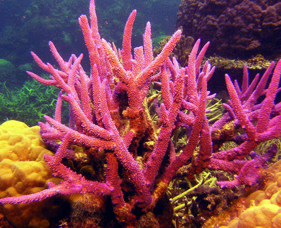 美丽的珊瑚(网络图片)