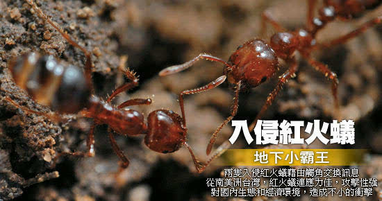 红火蚁原产南美洲,是世界上最具破坏力的入侵生物之一,不仅破坏生态