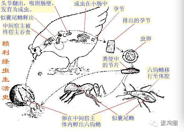 鸡体内有虫症状6