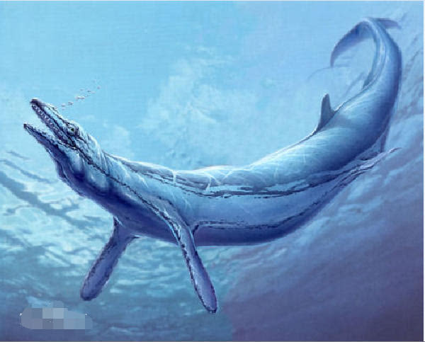 真正的龙:最强大的龙王鲸才是海洋霸主