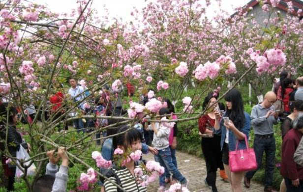 梅林江边赏十里樱花作文