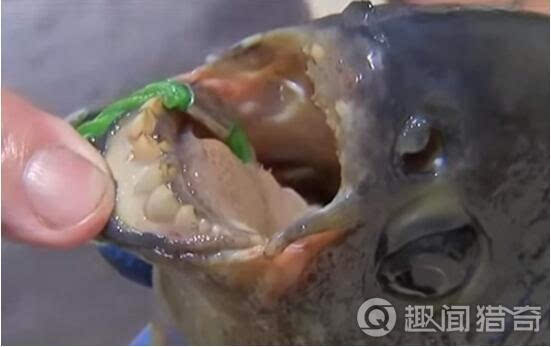 这是一种专咬男生蛋蛋的怪鱼,牙齿锋利,一口咬