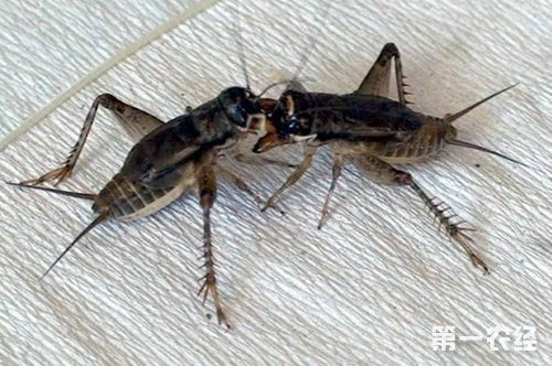 蟋蟀的叫声是怎么样的?雌雄蟋蟀都会发声吗?