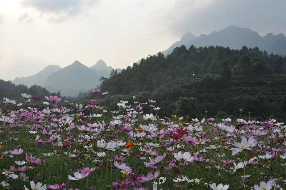 中国金秀 2016圣堂山杜鹃花旅游节活动