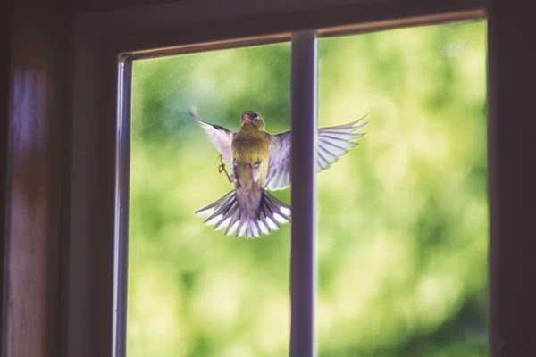 小鸟飞窗外好不好