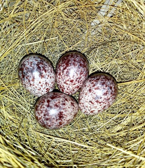 亲们看到的图片,就是最近在我家造窝,生蛋,孵小鸟的白头翁.