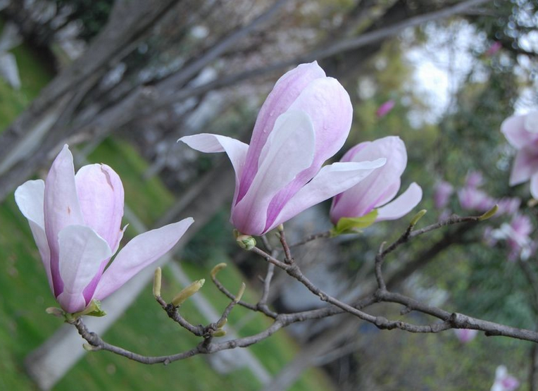 木兰花花语与寓意