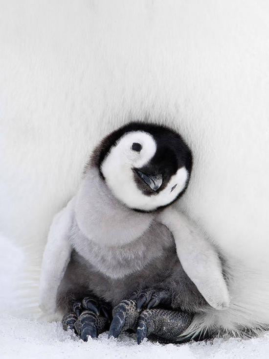 最火企鹅摄影:萌的不要不要的