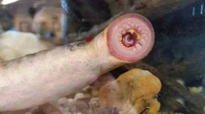原来这个长相可怖的生物叫做七星鳗,  名字来自于身体侧边的七个腮