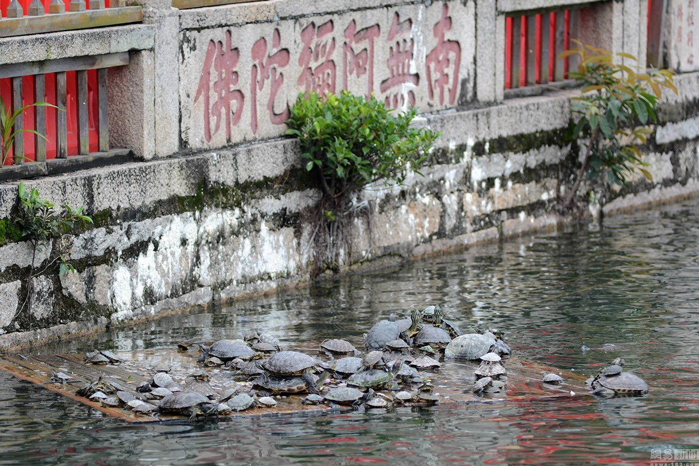 09:31来源:中国青年网 2016年5月12日,福建厦门,南普陀寺放生池大清理