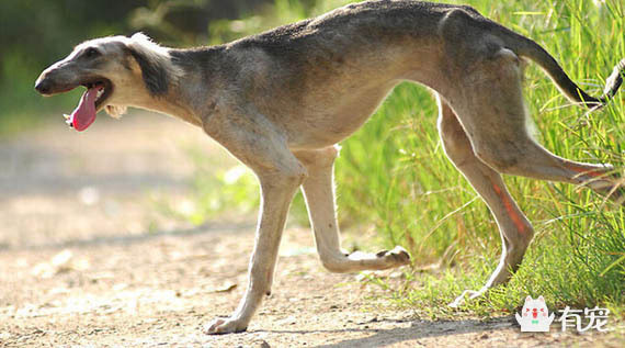哮天犬的原型,几近灭绝的中国细犬-搜狐