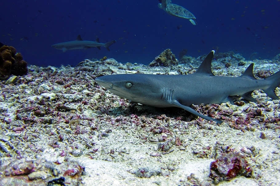 偶遇一只大块头,它的学名是黑尾真鲨,特征是胸鳍和尾鳍后部为黑色.