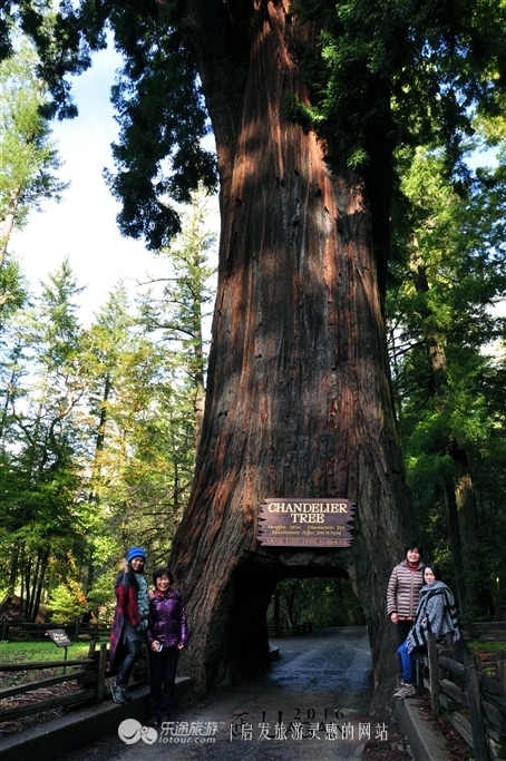 chandelier tree 摄影/大k