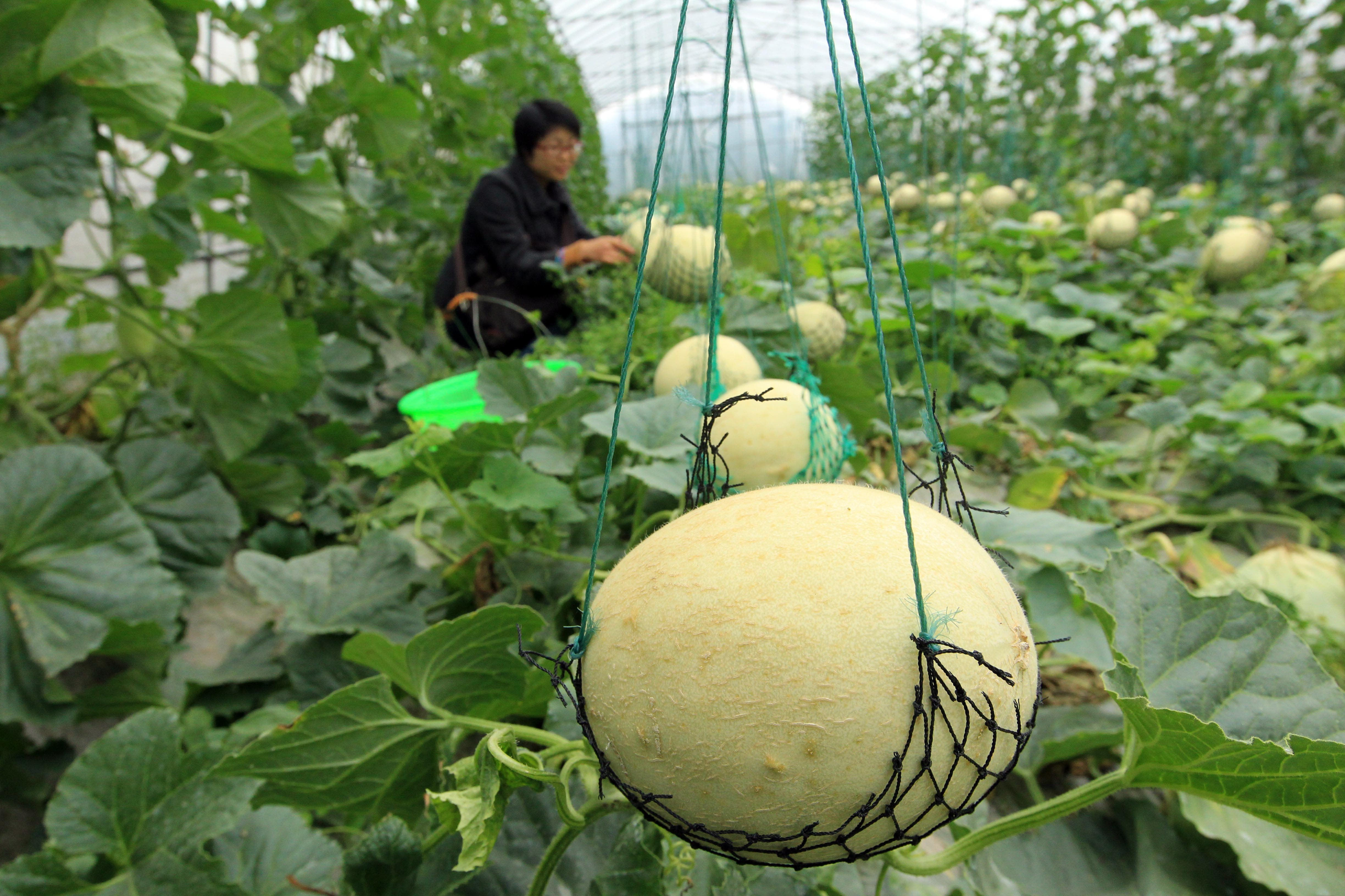上海本地产的哈密瓜,糖尿病患者也能吃?