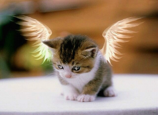 有一种会飞的猫叫天使猫?天使猫真的存在吗?