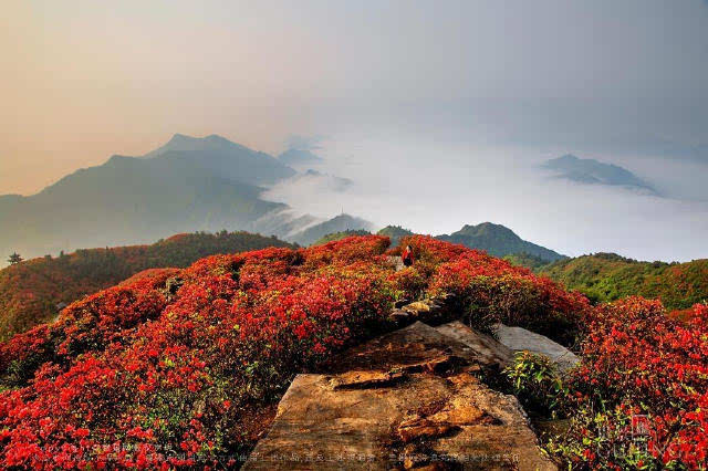 贵州丹寨龙泉山 万亩杜鹃花怒放