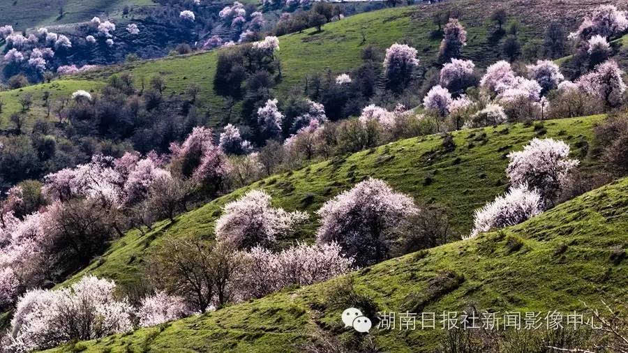 大西沟杏花