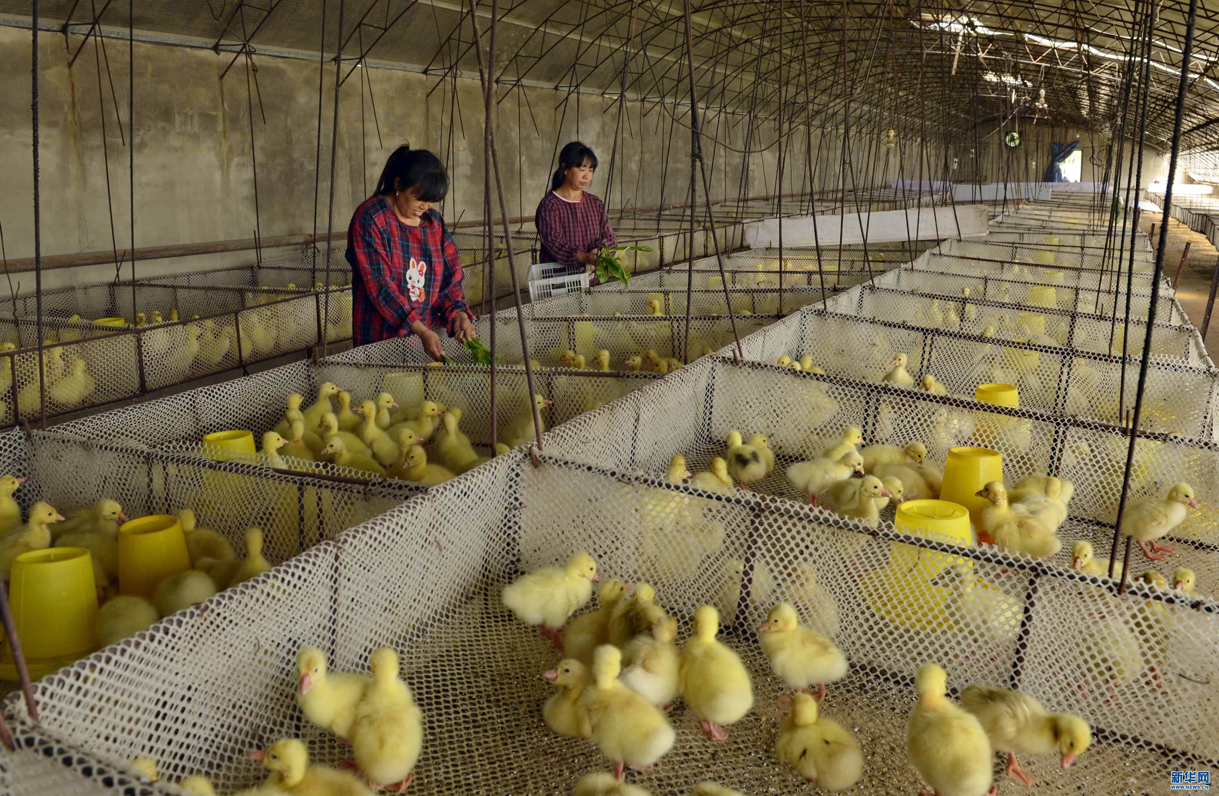 近日,河北省迁安市正农鹅养殖专业合作社孵化的首批5000多只引进的