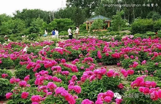 哈尔滨植物园的郁金香花开了,快去看看吧?